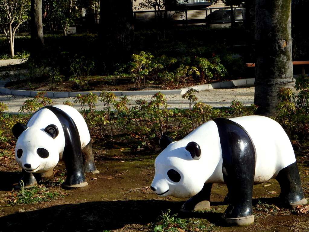 病院の隣の公園のパンダ２頭