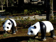 病院の隣の公園のパンダ２頭