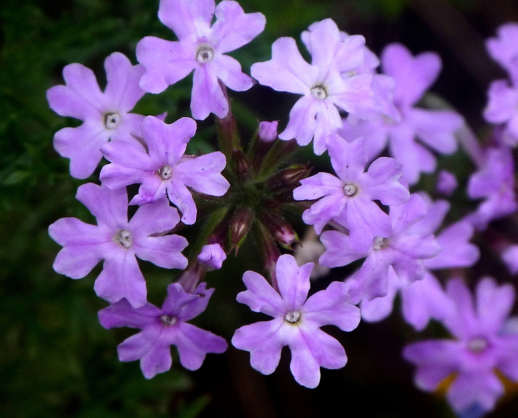 バーベナ・タピアン