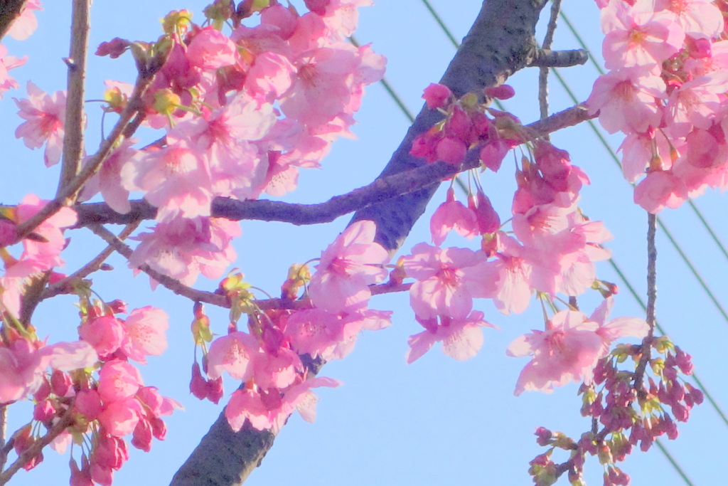 足立区梅田の陽光桜