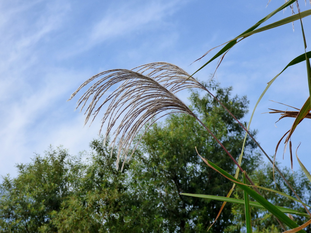 都内の河原の風景