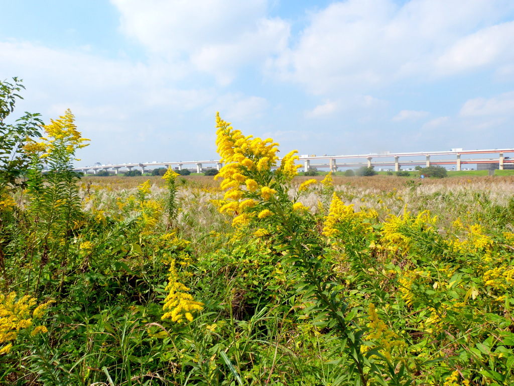 荒川河原の秋