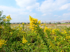 荒川河原の秋