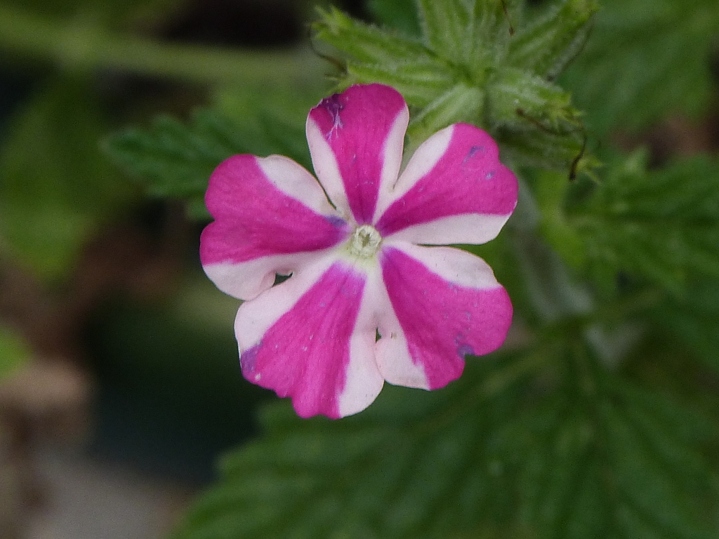 ツ―トンのペチュニア