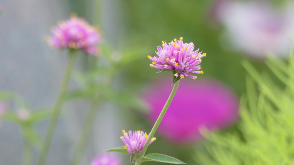 猛暑の中のきばな千日紅