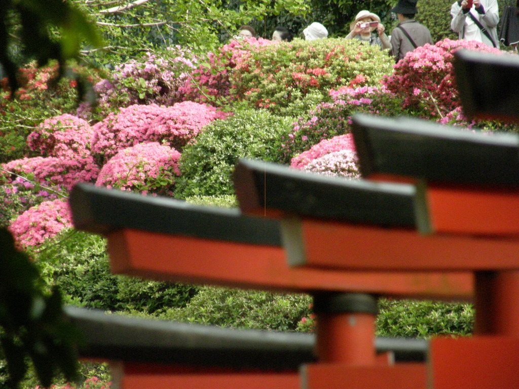 根津神社の躑躅と