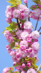 荒川堤の里ザクラの日暮