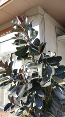 これは大きな黒ゴムの木フィカス・バーガンディー