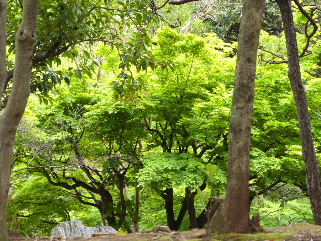 隅田公園のモミジの森