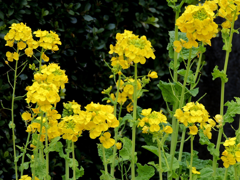 公園のプランターの菜の花