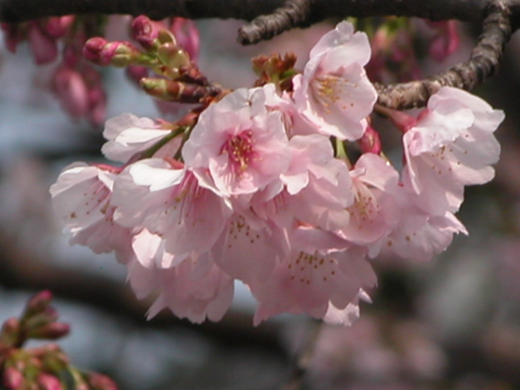 上野の大寒桜