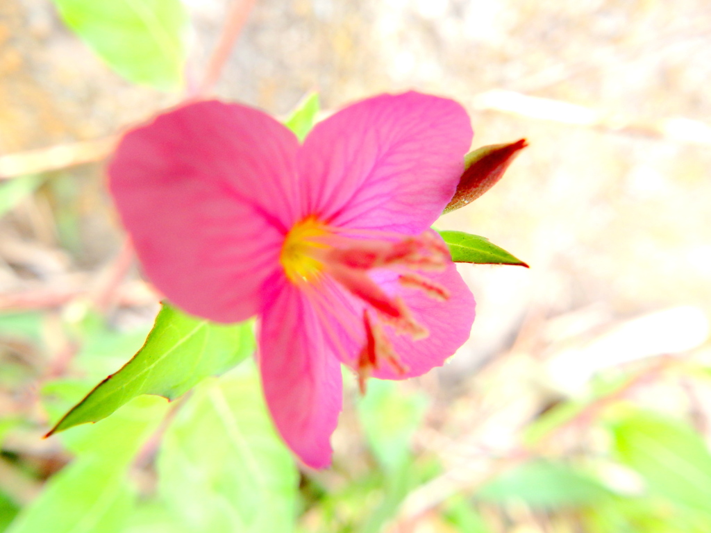 アカバナユウゲショウの蕊