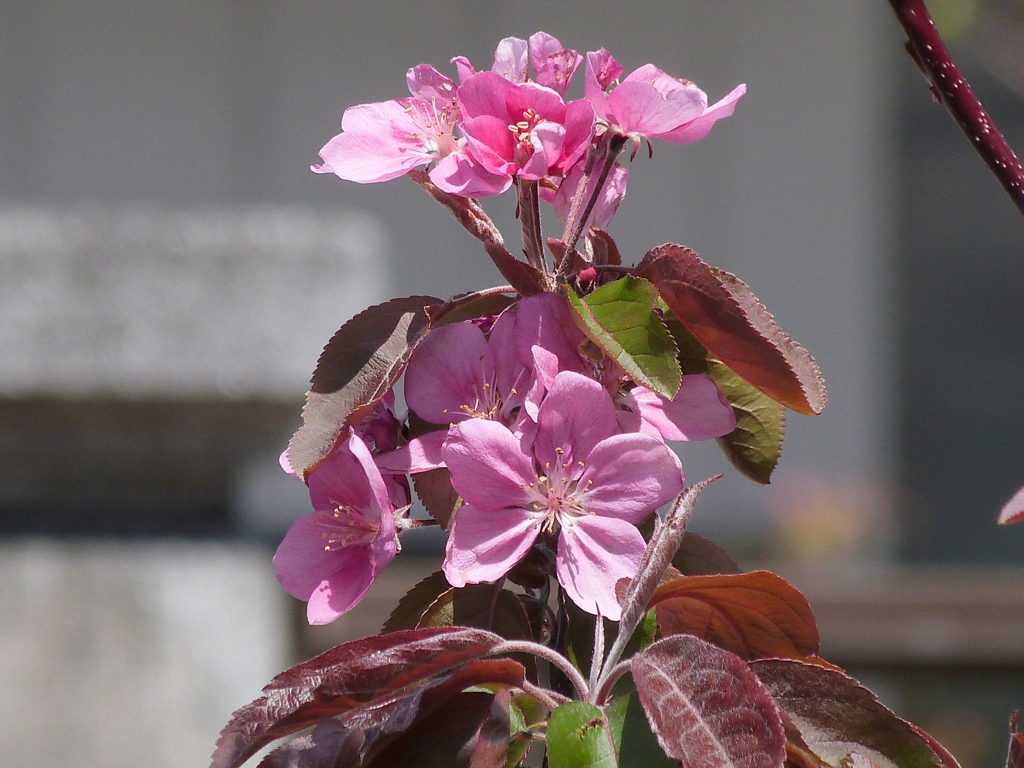 クラブアップルの花