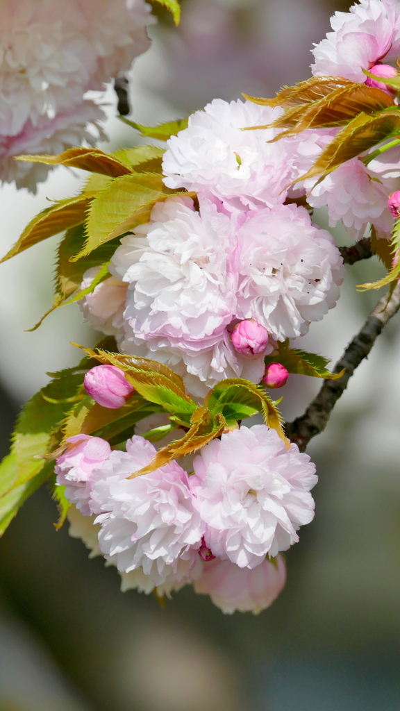 里ザクラの紅笠