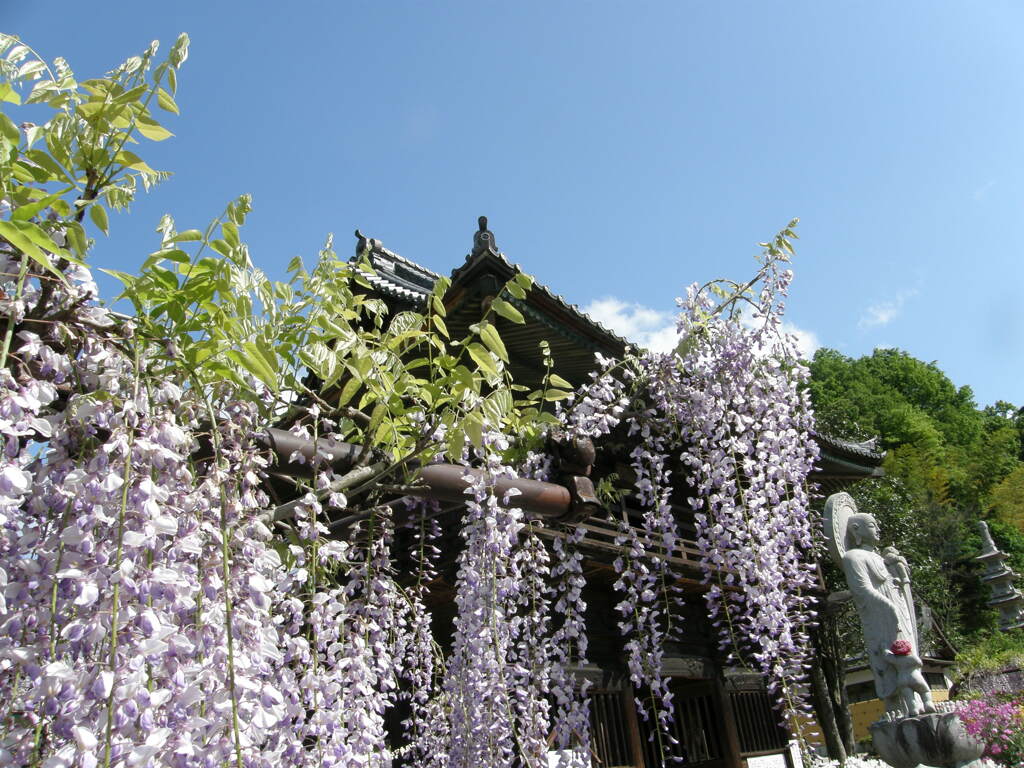 骨波田の晴天の藤