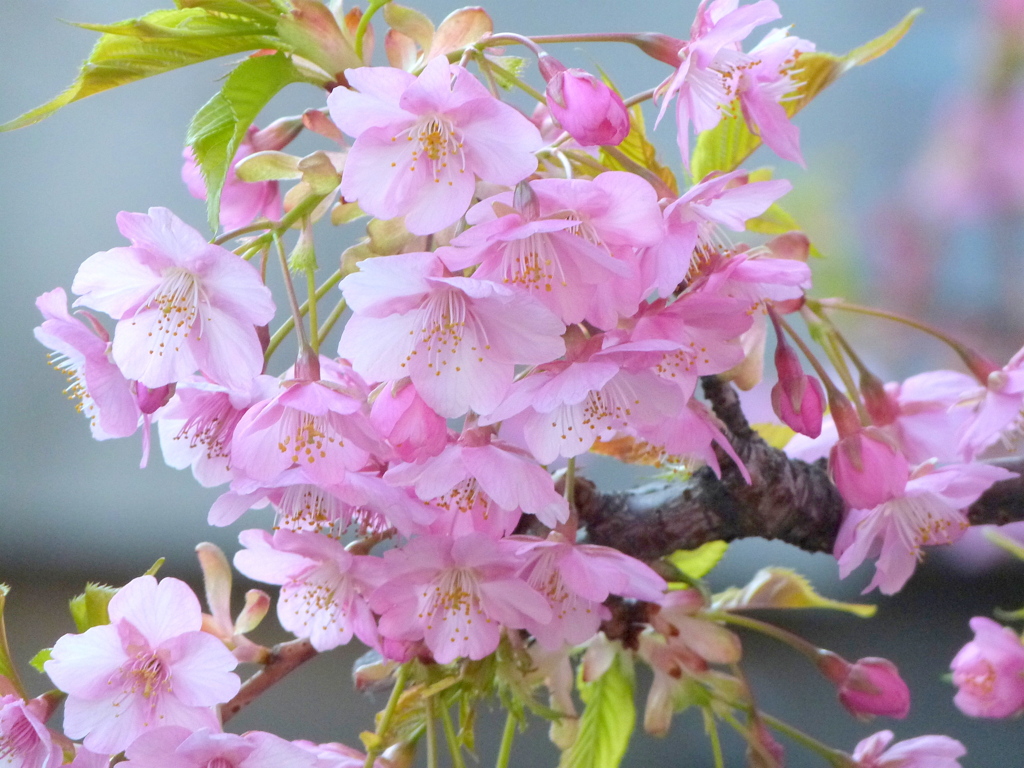 葉のついた河津桜