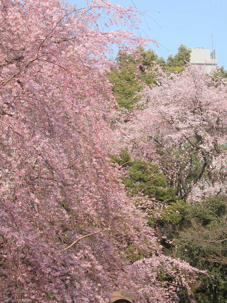 六義園の紅枝垂の後ろから
