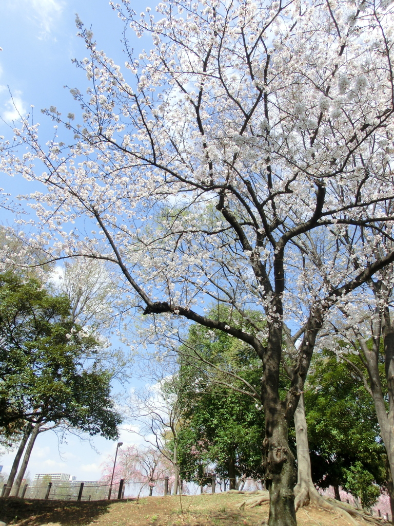 尾久の原公園の大島桜