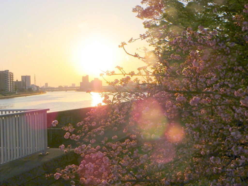 春の隅田川の夕日逆光