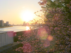春の隅田川の夕日逆光