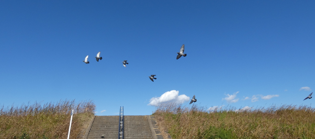 何かに驚いて飛び立つ鳩と