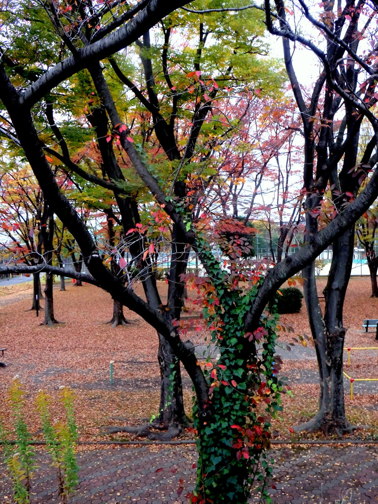 近所の公園の落ち葉の風景