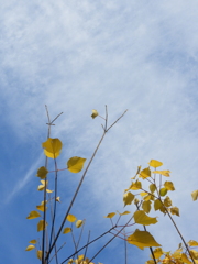 フヨウの葉でしょうか、黄色の葉と白い雲と