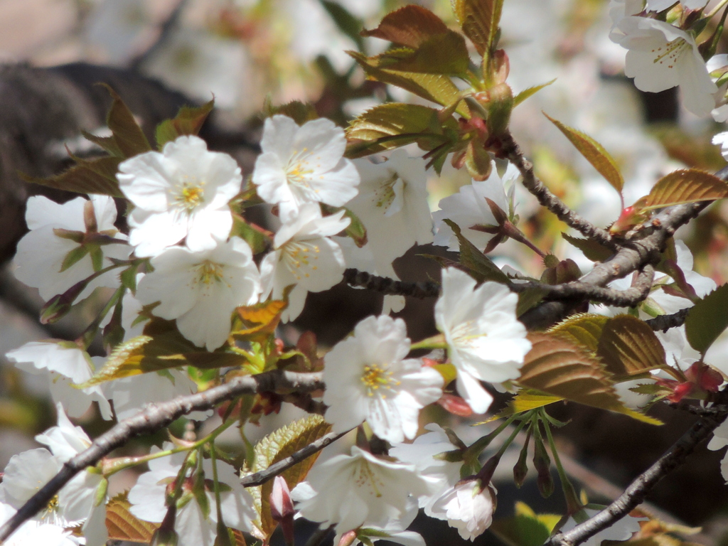 神社の境内の山桜
