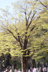 にぎわう萌黄の上野公園