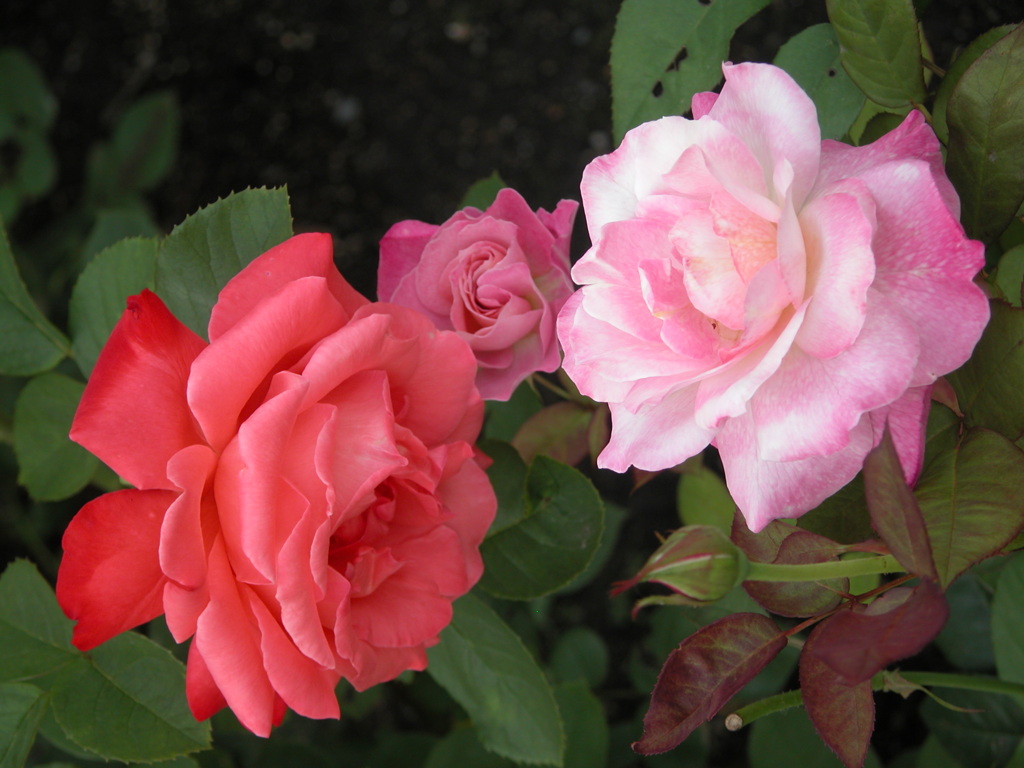 荒川遊園の薔薇６