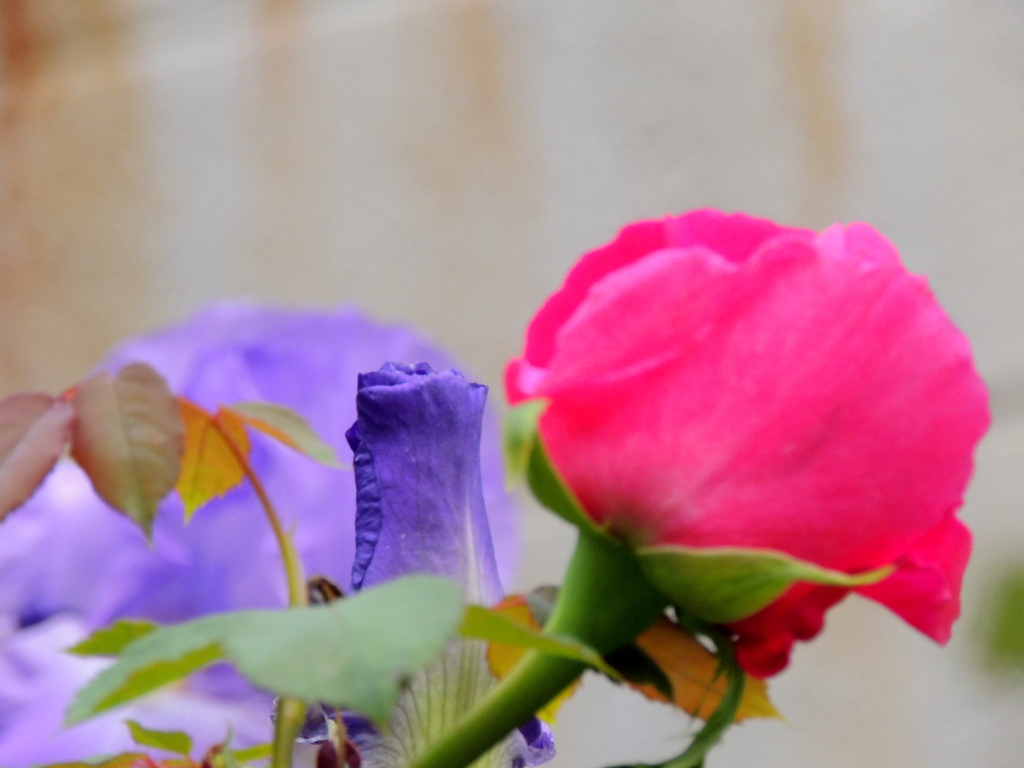 民家の花壇の赤薔薇とジャーマンアイリスの色