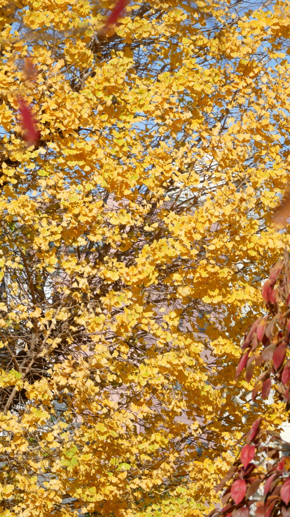 富嶽36景武州千住に植えられた御銀杏