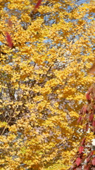 富嶽36景武州千住に植えられた御銀杏