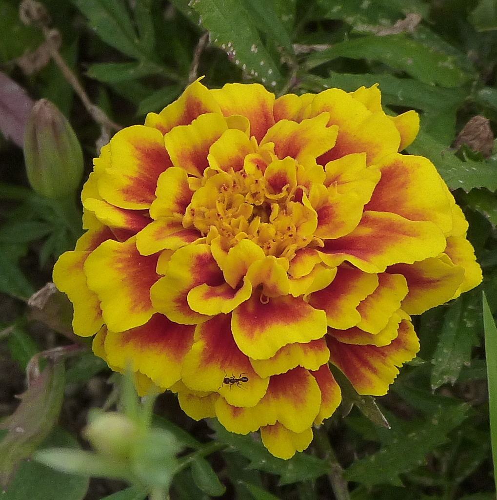 渋いフレンチマリーゴールド