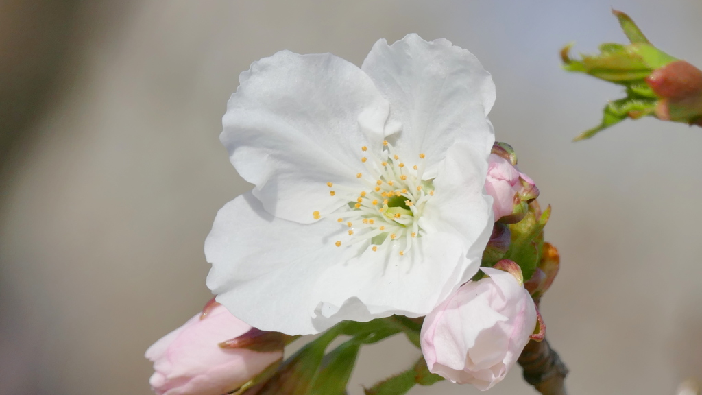 荒川堤の里ザクラの鷲の尾が咲き始めました