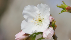 荒川堤の里ザクラの鷲の尾が咲き始めました