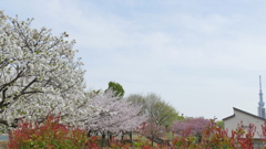 汐入公園の満開の白妙染井吉野八重紫の里ザクラ