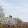 汐入公園の満開の白妙染井吉野八重紫の里ザクラ