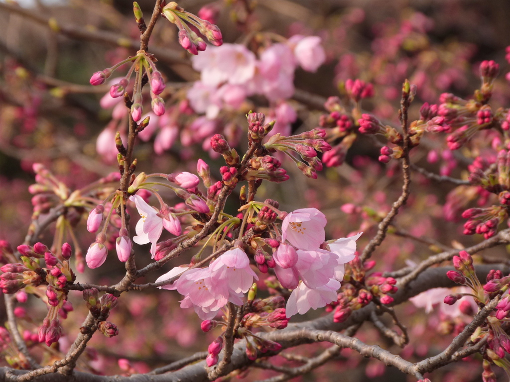これは、神代植物園で人工交配で作られた、染井吉野で神代曙という