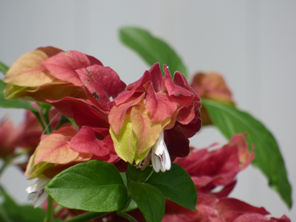 コエビソウ、ペロペロの