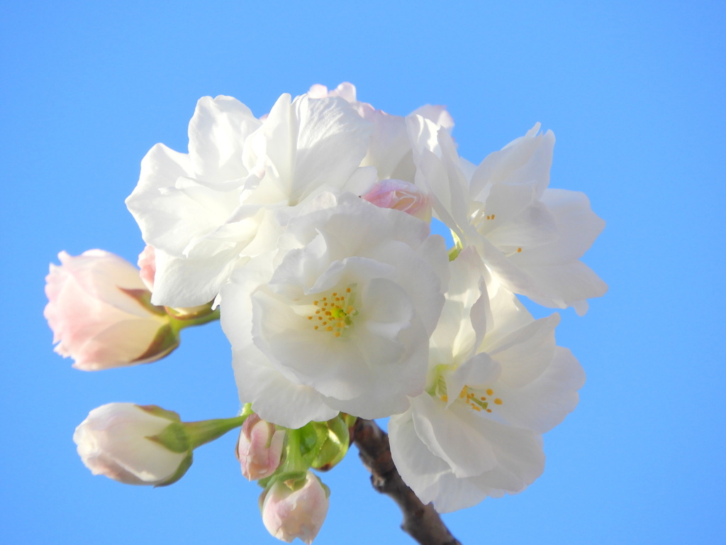 公園の白妙桜