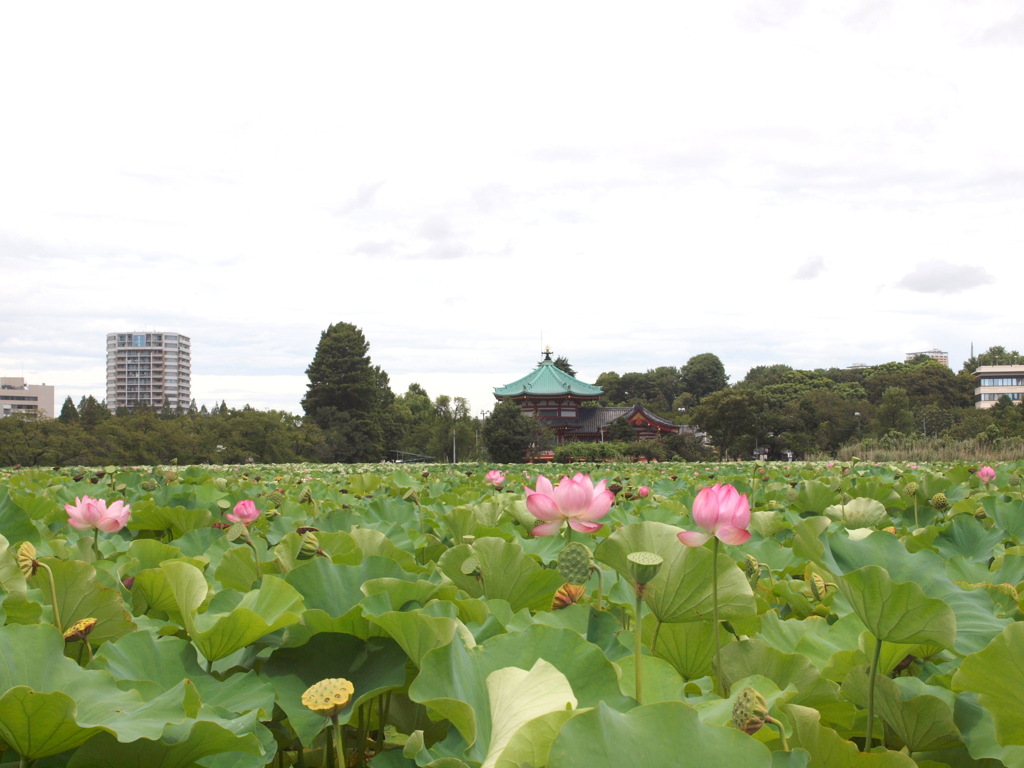 夏の不忍池