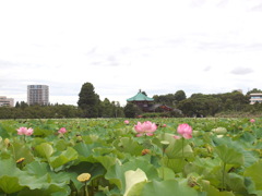 夏の不忍池