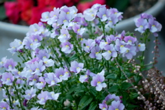 千住元町の民家のネメシア