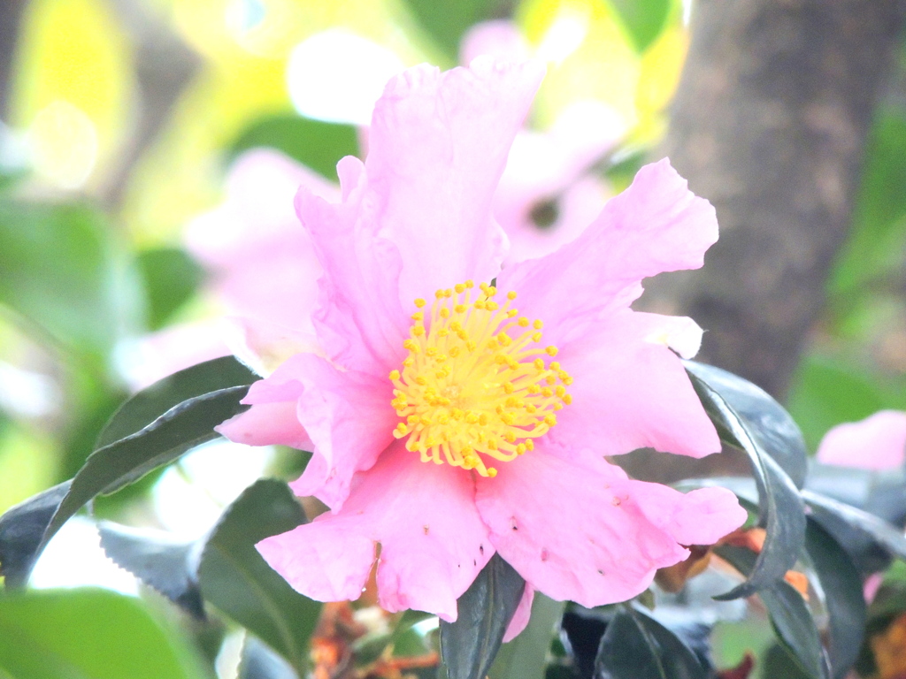 近所の屋根より高いピンクの山茶花