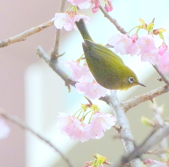 汐入公園のオオカンザクラとメジロ