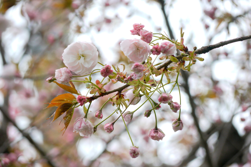 高速下の江北通りの沿道の普賢象桜