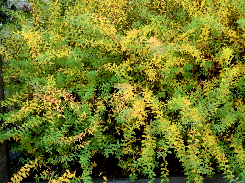 三河島駅下の公園の雪柳