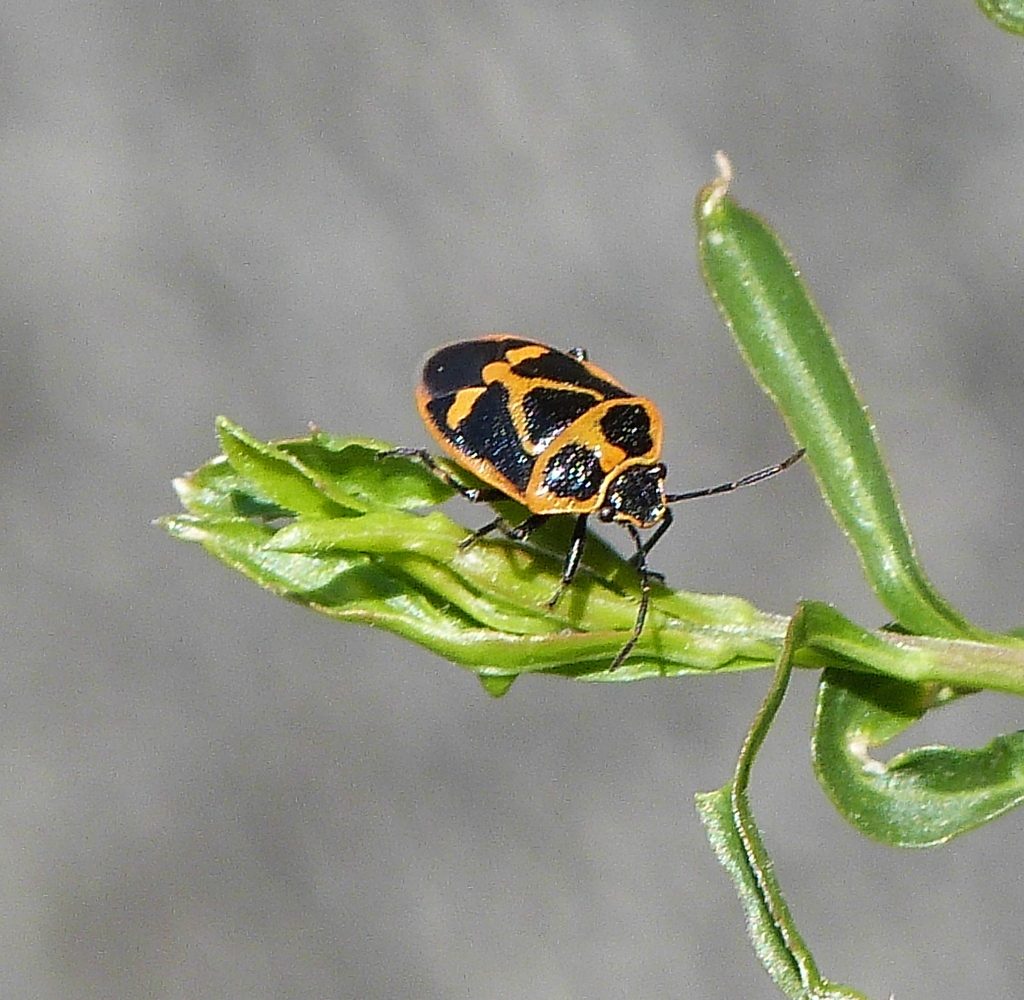 人面カメムシ、ナガメ