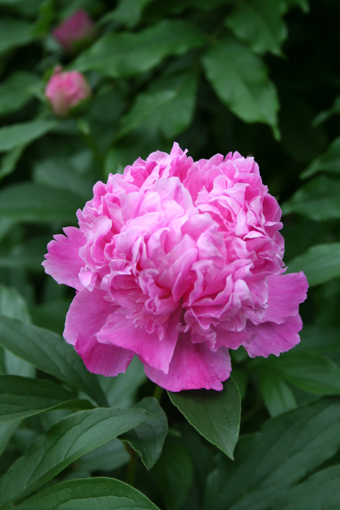 西新井大師のシャクヤク２